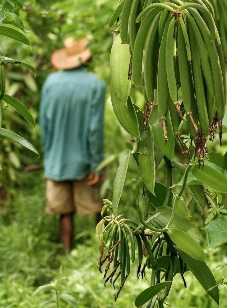 Vanilla Production
