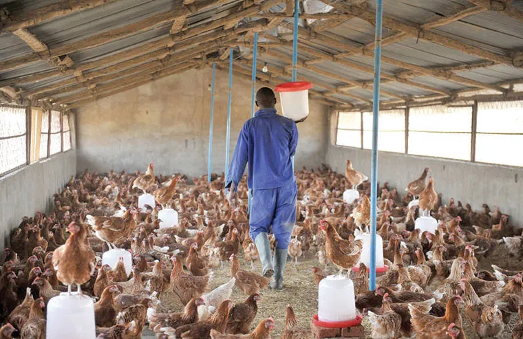 Poultry product